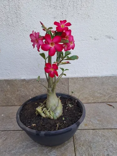 Rosa do deserto