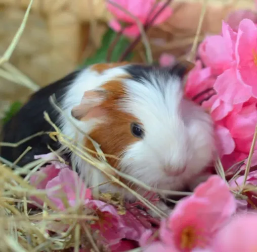 Porquinho da índia fêmea inglês coelhos peruanos Twister hamster