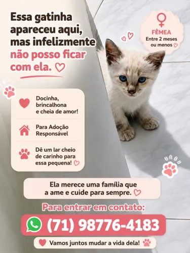 Gata siamês para doação 