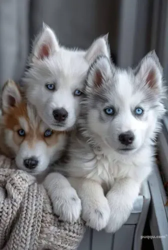 Husky Siberiano - Companhia Que Traz Leveza