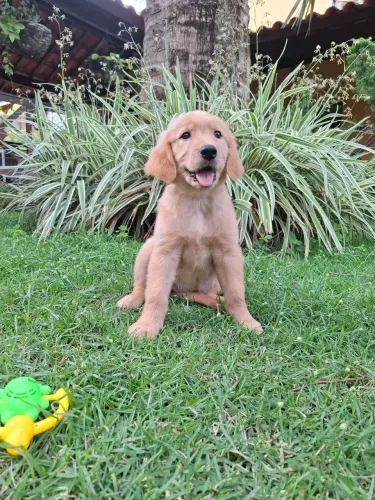 GOLDEN RETRIEVER FÊMEAS 