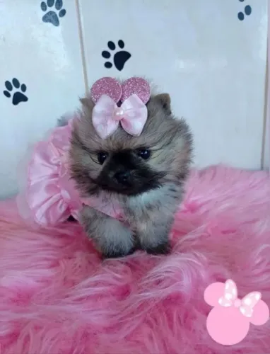 Lulu da Pomerânia