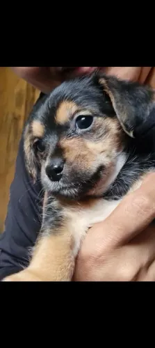 Doa-se cachorrinhos filhotes