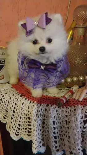 Spitz alemão