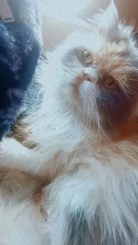 Gata persa