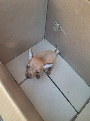Cachoro pintkr n1