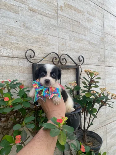 Cachorro shipoo fêmea fofa caminha de brinde 
