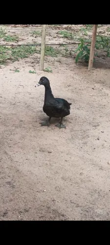 Pato