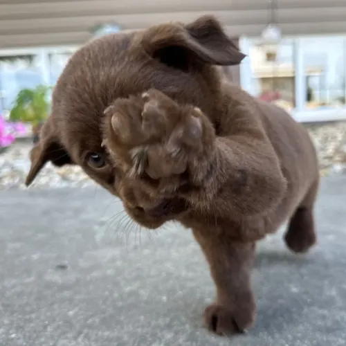 Labrador Chocolate | Temperamento dócil