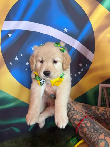 Golden filhotes fêmeas