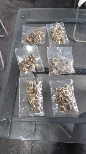 Sementes de moringa