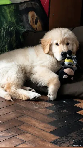 Filhote Golden Retriever 