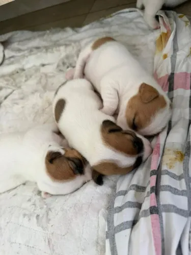 Vendo filhotes de jack russell terrier o famoso cachorro do máscara 