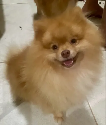 Macho Spitz padreador