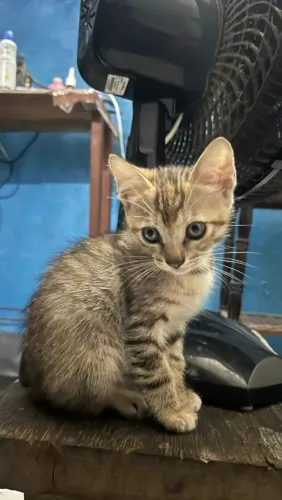Gatos para Doação 