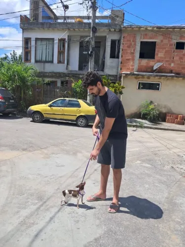Pinscher fêmea
