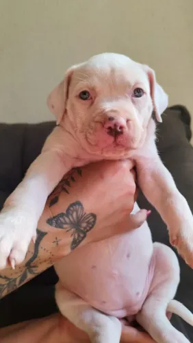Filhotes de pitbull