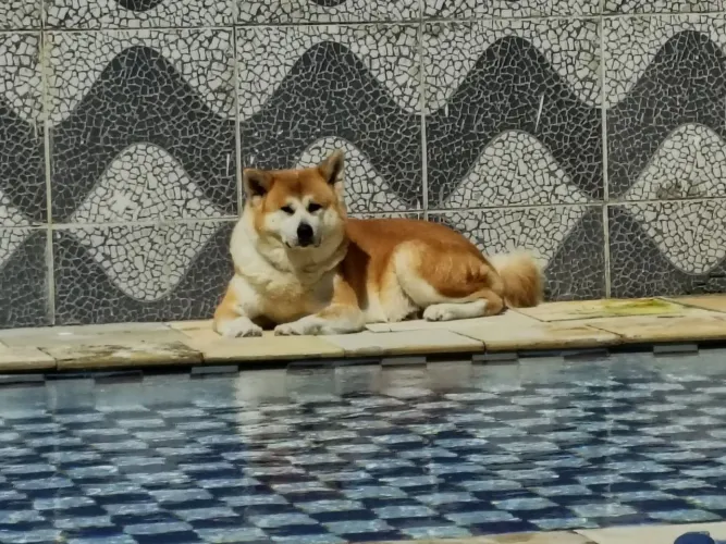 Filhote da Raça Akita Inu Vermelho