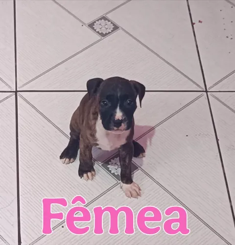 Vende-se filhotes de pitbull American staffordshire 