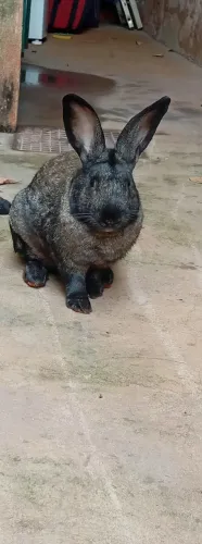 Vendo coelho macho 