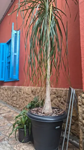 Pata de elefante