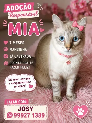Adoção pra gato