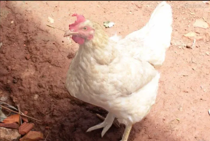 Galinha caipira