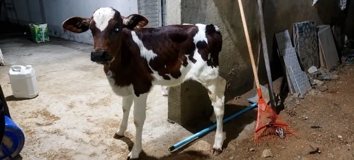 Bezerra leiteira