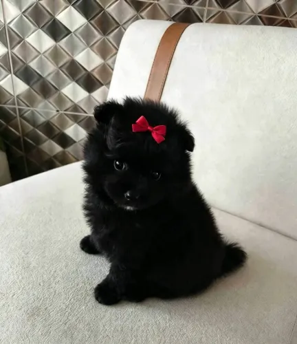 Vende-se filhote de Spitz Alemão fêmea