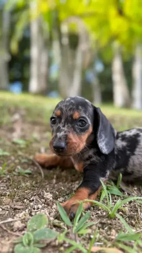 Teckel (Basset/Salsicha) criado com cuidado e atenção