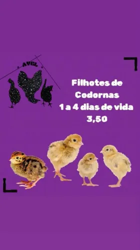 Pintinhos de Codorna