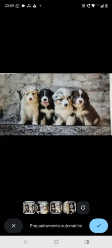 Filhotes de Border colie