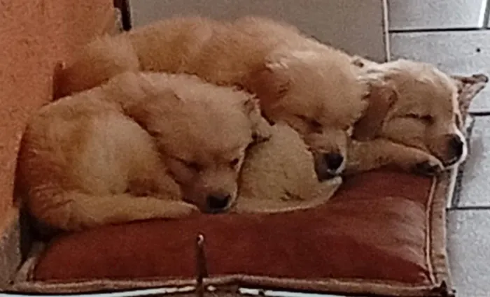 Linda Golden Retriever registrada vacinada e vermífugo com 50 dias promoção