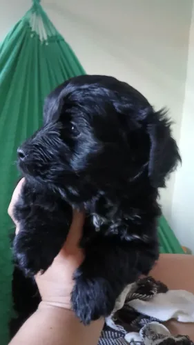 Vendo Poodle toy