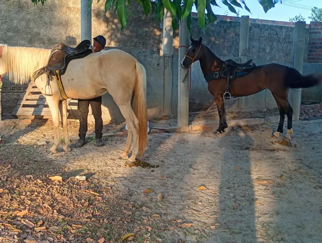 Égua baia de 4 anos prenha de Garanhão