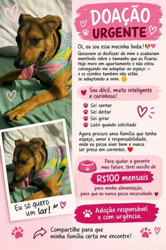 Doa cachorro
