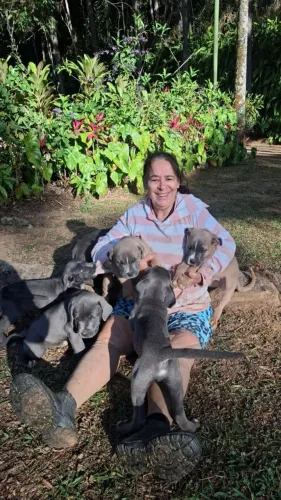 Cachorros Cane Corso - raça pura