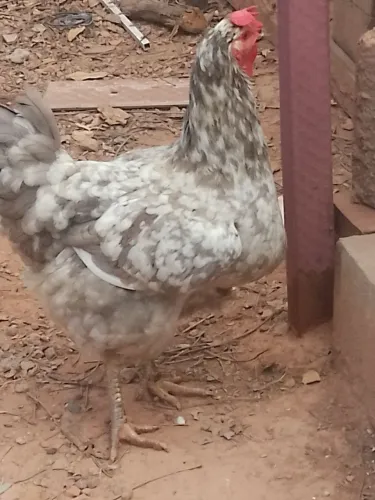 Galinha GSB balão botando