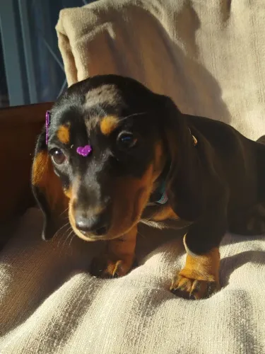 Dachshund, salsicha,cofap filhote