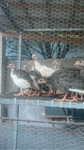 Capotes e Ganizés