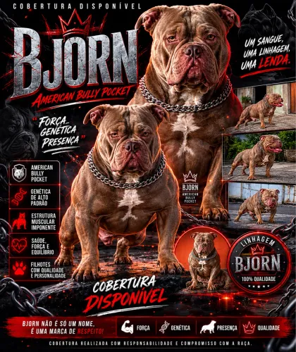 American bully pocket