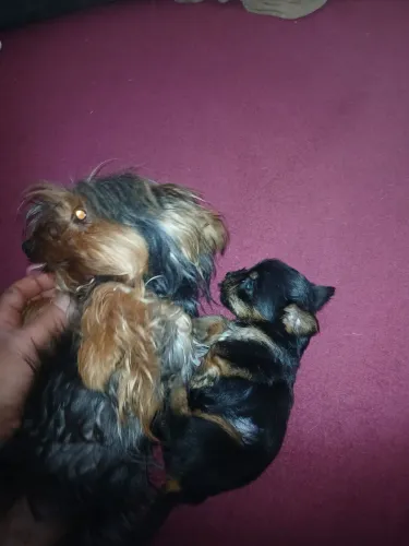 Filhotes Yorkshire Puros Raça pequena