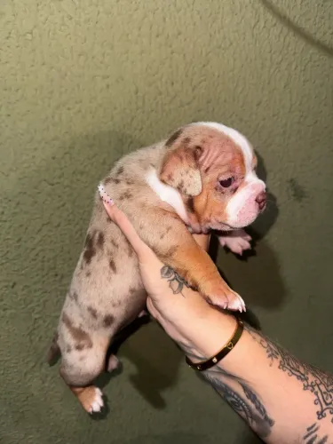 American bully merle