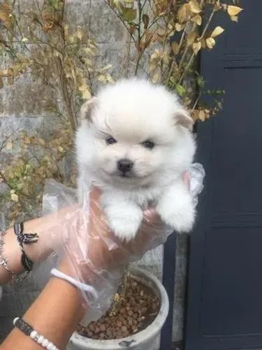 Seu Novo Xodó Está Aqui ? Spitz Alemão com V10 Importada