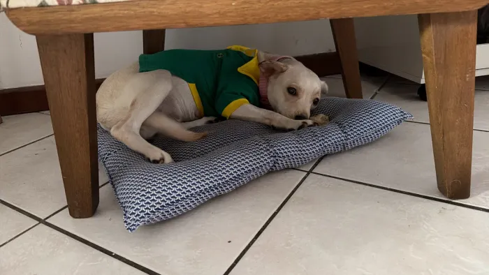 Adoção responsável 