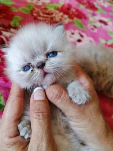 Gato Persa lindos filhotinhos com padrão distinto