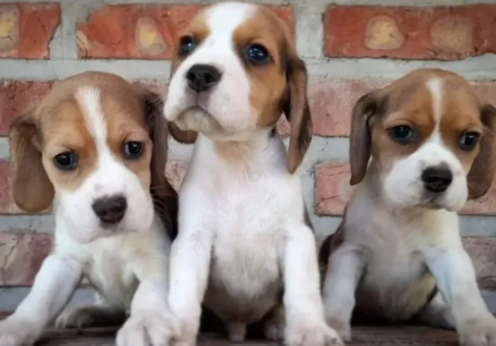 Filhotes de Beagle |Filhotes que iluminam seus dias