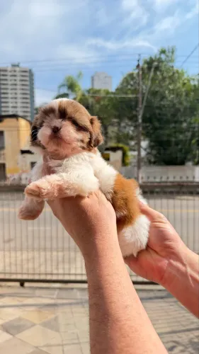 Shitzu micro 