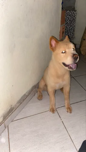 Doação cachorro 