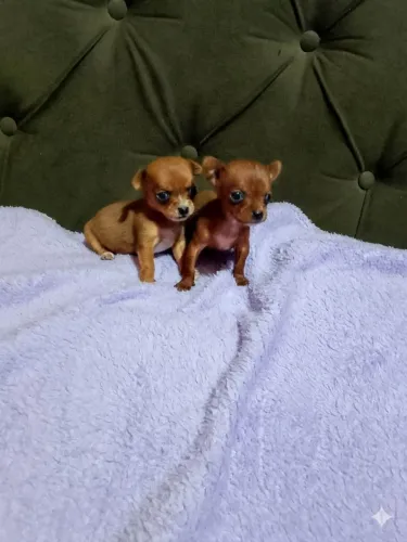 Pinscher 00